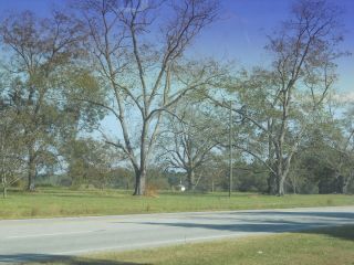 10 lb Fresh GA Pecans in The Shell No Pesticides