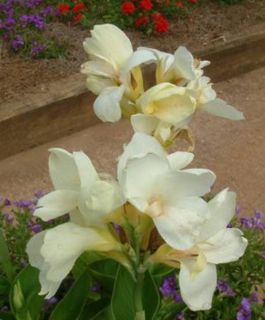 Canna Lily Tropical White 2 1 2 Feet 8 Seeds Only $3 00 Make Lovely