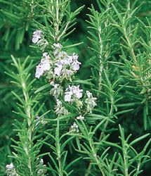 Rosemary Perennial Herb Great Smelling