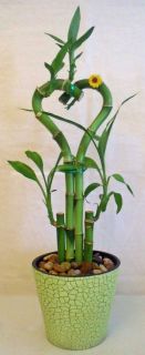 Lucky Bamboo Arrangement Heart in 5 Crackled Faux Green Ceramic