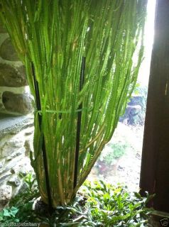 Euphorbia Trigona Variegated Good Luck Plant Cuttings