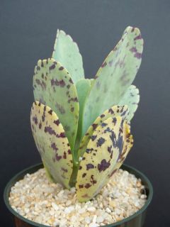 Kalanchoe Marmorata RARE Color Succulent Plant Exotic Cactus Bonsai