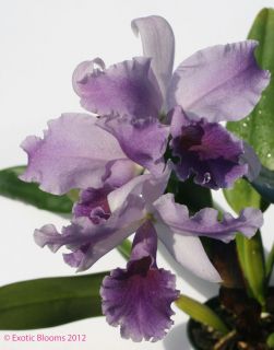 BS Fragrant Lc Mary Elizabeth Bohn Royal Flare HCC AOS Cattleya Orchid