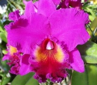 Cattleya Orchid BLC Raye Holmes Mary Ellen in Bud WOW