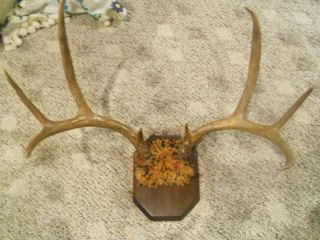 Vintage Mounted Whitetail Deer Antlers Horns Solid Wood Hanging Plaque