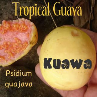 TROPICAL GUAVA~ Psidium guajava Hawaii Kuawa Goiaba FRUIT TREE Live