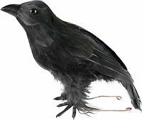 Fake Crow Prop for Halloween or Edgar Allen Poe