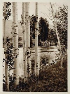1926 Birch Trees River Trebinje Bosnia and Herzegovina   ORIGINAL