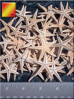Flat Starfish 3/4  1 1/4 Beach Wedding Decor and Nautical Crafts