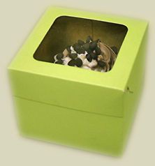 Cupcake Boxes w/ Window  Bakery, Gift, Favor Pack of 10
