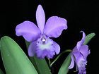 hybrid orchid, Blc Grezaffis Blue Shawn, blue on blue flowers