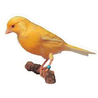 Bird Breed Decal Canary (Yellow)