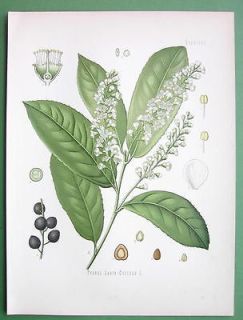 Medicinal Plant Prunus Laurocerasus   COLOR Litho Botanical Print