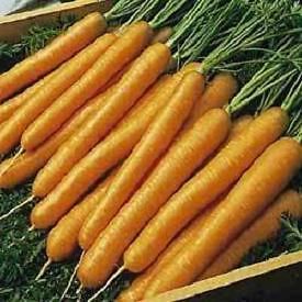5,000 Carrot Seeds Tendersweet Tender sweet Carrots