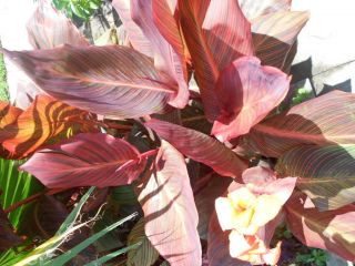 TROPICAL RED LEAVES CANNA LILY LILIES LIVE PLANTS 8 LARGE RHIZOMES