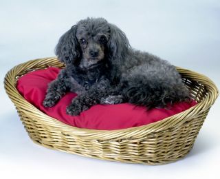 Wicker Dog pet Basket & Cedar/poly Bed in 27 fabrics Small: 24 in. W x