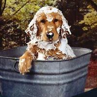 Pet Bathing / Grooming Set (Large Dog/Horses) Microfiber Cuts Bath