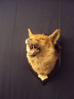 Rowland Ward Fox Mask On Wooden Shield   Taxidermy