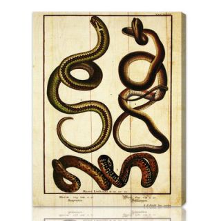 Oliver Gal Snakes II Graphic Art on Canvas 10244 Size: 12 x 16